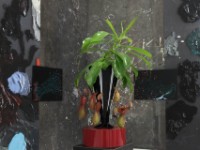 Anthophobia Artothek munich 2016